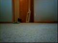 Affenpinscher video
