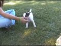 Clicker Puppy Sit
