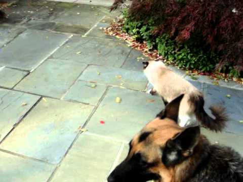 Ragdoll Cats and Dogs 0 Ragdoll Cats and Dogs