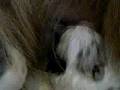 Trixie--#9 puppy ripping at the nipple