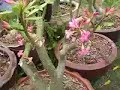 adenium thai socotranum adenium thai socotranum