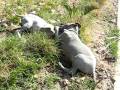videos de The 2 Remaining Thai Ridgebacks From the Litter of 7