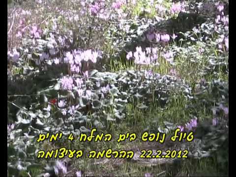 אשקלונים - ארגון הגמלאים באשקלון -