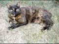 Tawnypelt-Get Off Of My Back