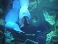 videos de Manatees at Sea World, Florida