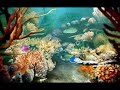 Tropical Fish Screensaver Tropical Fish Screensaver