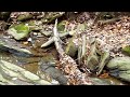 Nature\ Nature\