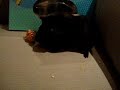 Baby Guinea Pig Hiccup/Sneeze