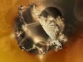 Pratica Sessuale e DMT - TERENCE MCKENNA