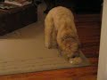 Ella and the Trouble with Tribbles