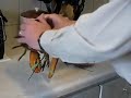 Hypno lobster