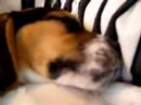 My Beagle guus sleeping