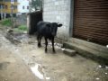 Banaswadi in Bangalore :- Evolution of a township
