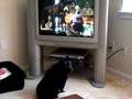 Schipperke attacks TV