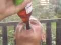 Lesio żul zamyka na raz 2wino Ciecho 28-08-08
