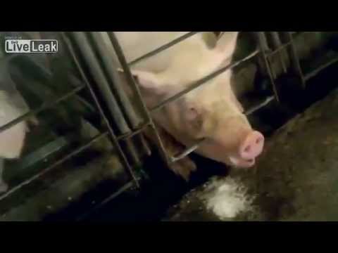 Tyson Foods - I have no words....