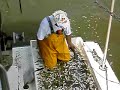 Hardhead catfish Hardhead catfish
