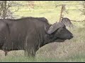 is home to wildlife like the hyrax: African Wildlife Foundation www.awf.org Conservation International http Wildlife Direct wildlifedirect.org Thanks for watching, and be sure to subscribe to my videos, which help me raise funds for wildlife conservation. -Brian *dedicated to Vinney Hyrax ... hyrax elephant family conservation tusks ivory internation rock cape debate rhino buffalo horse lion art aazk lewa zoo africa wild wildlife middle east war congo forest gorilla national animal planet ...