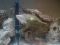 FrogFish eating goldfish (2)