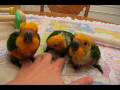 7 week old baby Jenday Conures