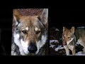 Saarloos Wolfhond