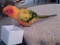 Make a Basket.AVI