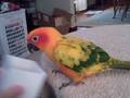 videos de Make a Basket.AVI