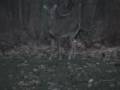 Hunting with the Backwoods Boys Doe Mission