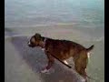 Tedy the Boxer at the beach