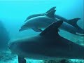 scuba diving with 15 dolphins in Hurghada Egypt scuba diving with 15 dolphins in Hurghada Egypt