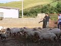 ASUNI - La tosatura 1