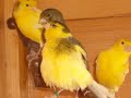Le canari de chant Harz; Canary harzer roller