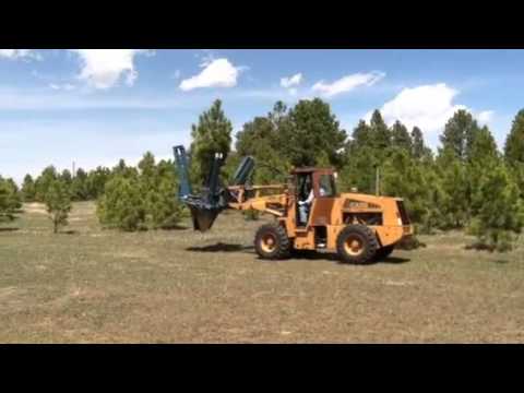 how to transplant ponderosa pines