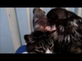 Sloth And Cat / Gato Com Preguiça / Sloth Prince And Her Best Friend Daisy