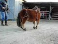 scoubidou dressage 2 scoubidou dressage 2