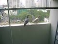 Damn Birds on my Balcony Damn Birds on my Balcony