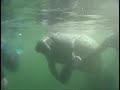 Snorkelen met zeekoeien Snorkelen met zeekoeien