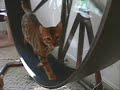 Bengal Cats competing for the exercise wheel