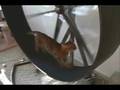 Bengal-Cat-competing
