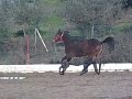 Potro castaño Plasencia 1.mp4