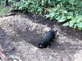 videos de CATOOTJE, DE TECKEL 