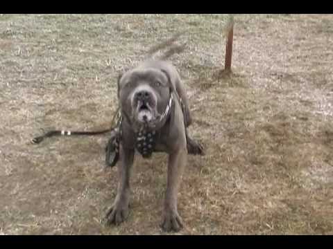 bandog