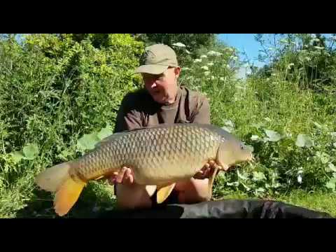 XL Carp Video