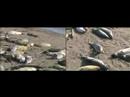 San Simeon Seals San Simeon Seals