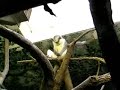 Whacking Monkey