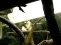 Whacking Monkey