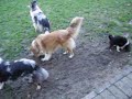 Shelties