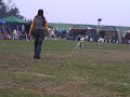 FRISBEE DOG ?saluki@hyperflite japan!