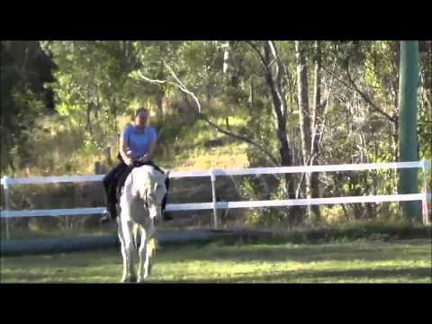 how to cure qld itch in horses