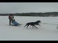 Sled Dog Races in Laconia, NH - 2008